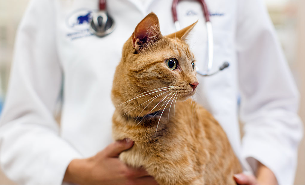 Yellow cat portrait with veterinarian